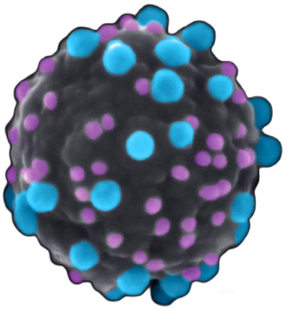 Nanomedx nanocarrier particle